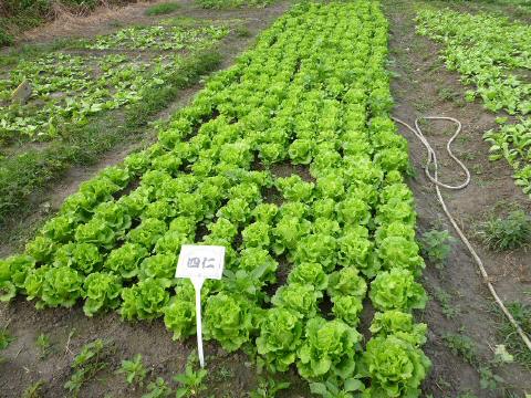 plant-4c-1.JPG