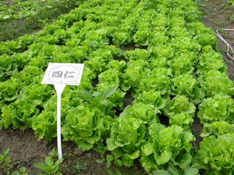 plant-4c-2.JPG
