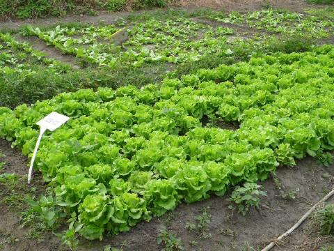 plant-4c-3.JPG