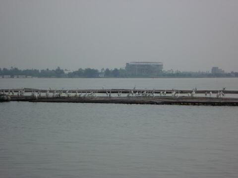 egret1.JPG