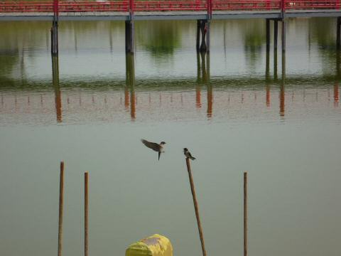 birds2.JPG