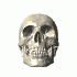 skull_whitebg.gif