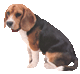 a_dog_brown_sit.gif