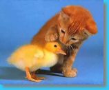 20030501_sam253344_234641.jpg