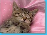 Cat-1.jpg