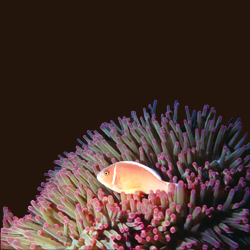 fish_5.jpg