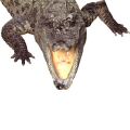 crocodile.jpg