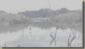 img1.gif