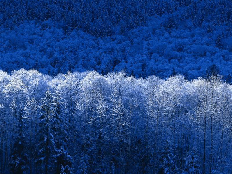 img1.gif